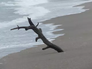 Tree on San Juan Venado Beach