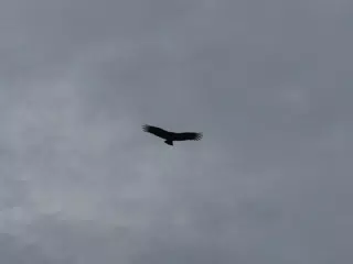 Birds on Isla San Juan Venado