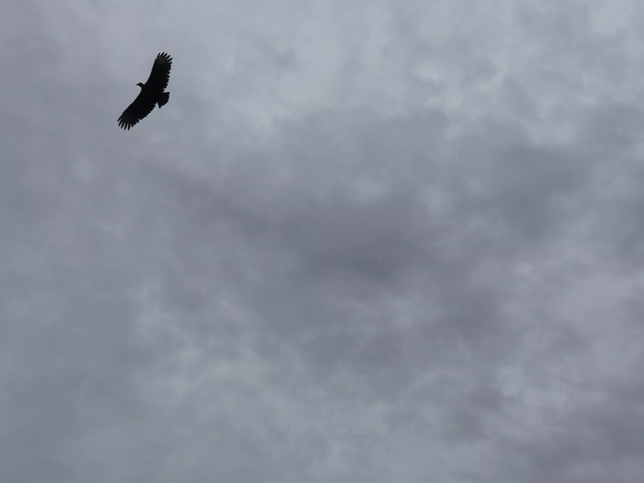Birds on Isla San Juan Venado