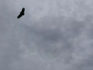 Birds on Isla San Juan Venado