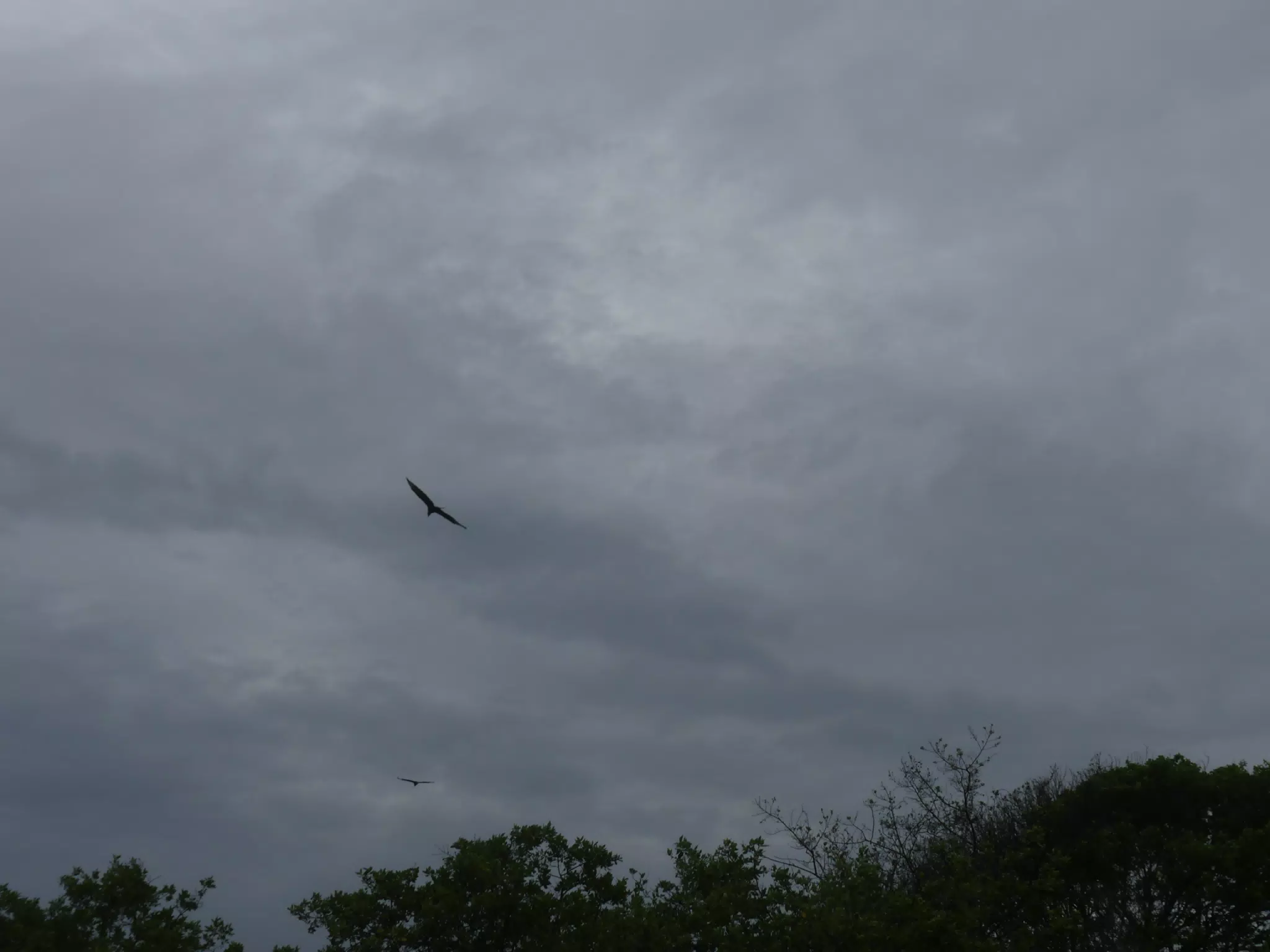 Birds on Isla San Juan Venado