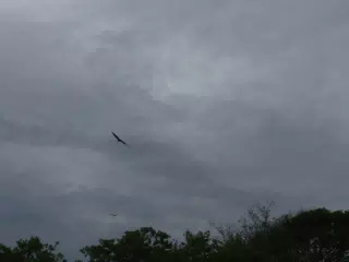 Birds on Isla San Juan Venado