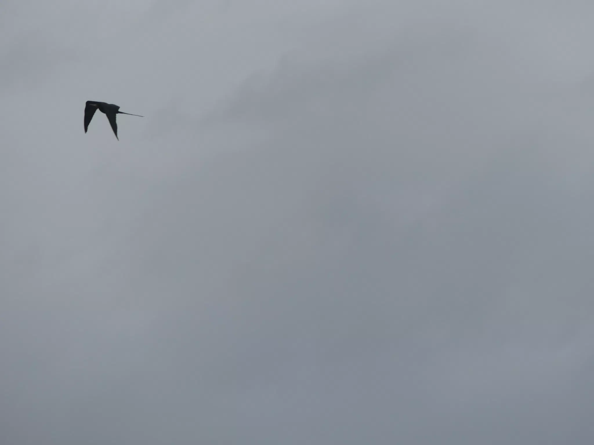 Birds on Isla San Juan Venado