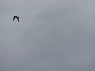 Birds on Isla San Juan Venado