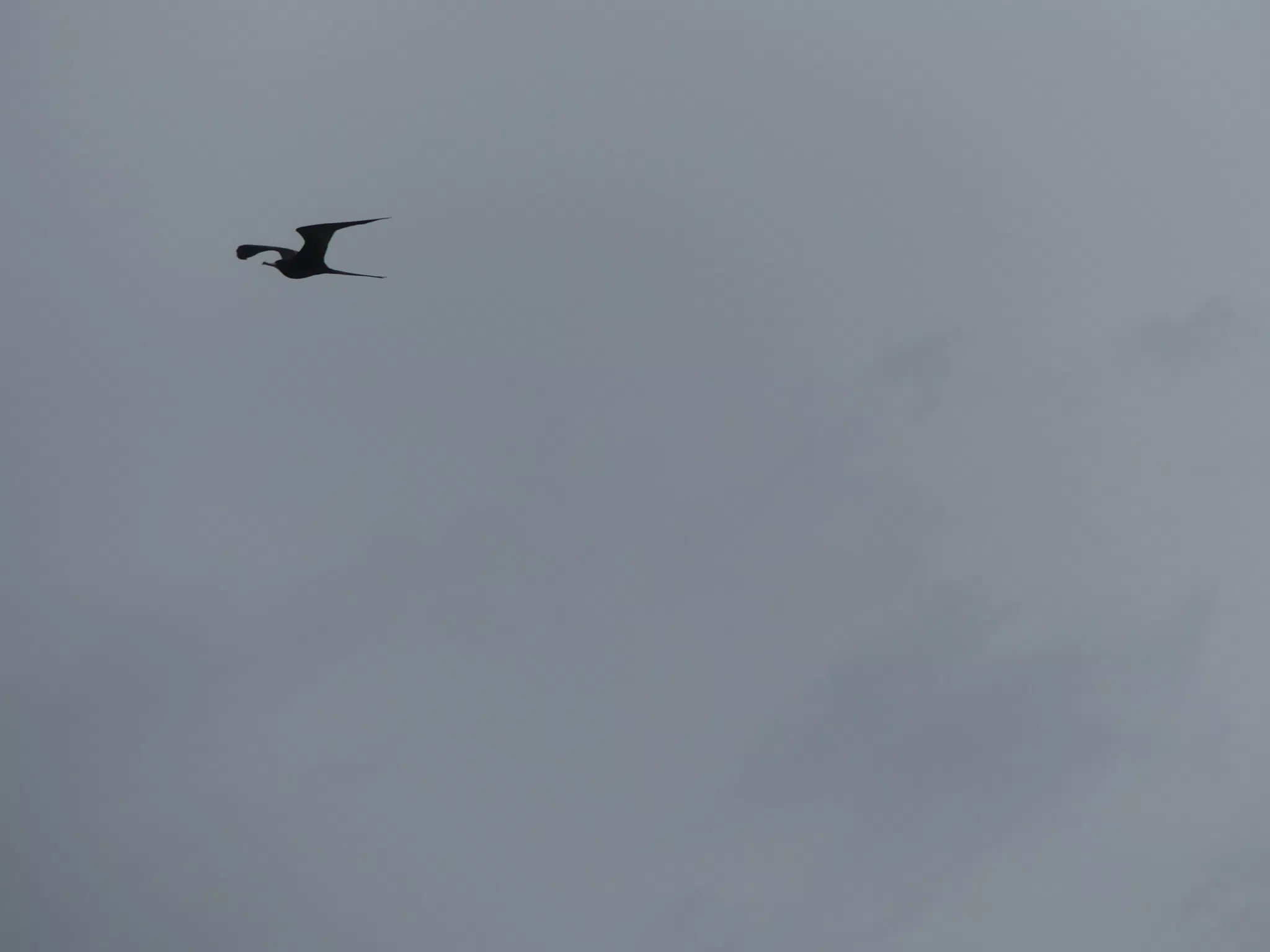 Birds on Isla San Juan Venado