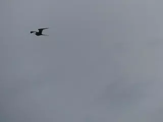 Birds on Isla San Juan Venado