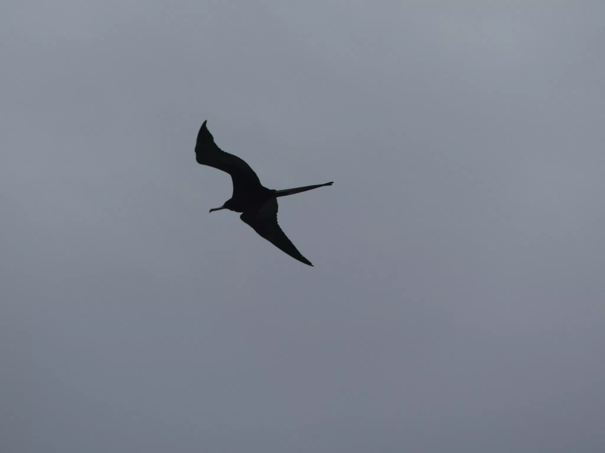 Birds on Isla San Juan Venado
