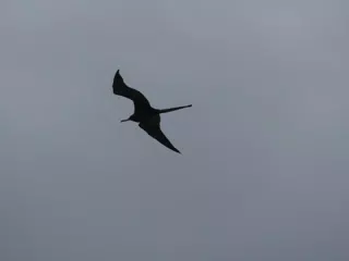 Birds on Isla San Juan Venado