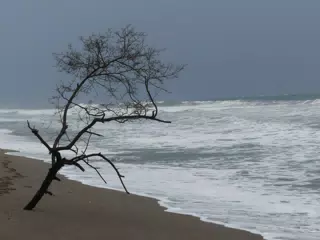 Tree on San Juan Venado Beach