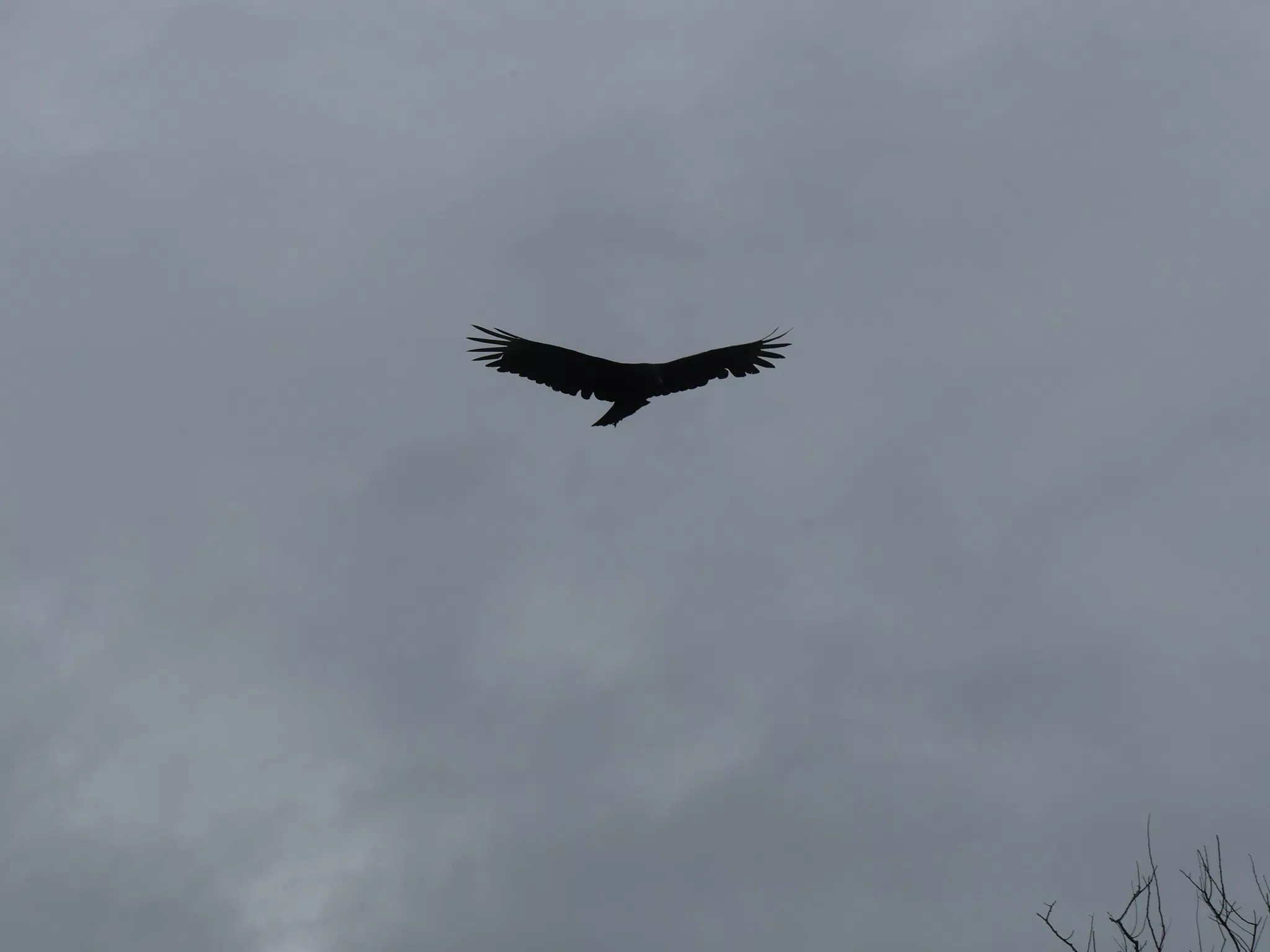 Birds on Isla San Juan Venado