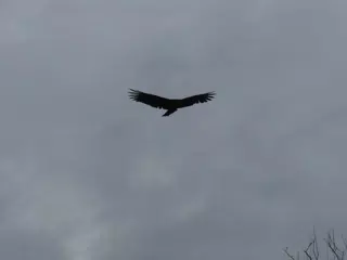 Birds on Isla San Juan Venado