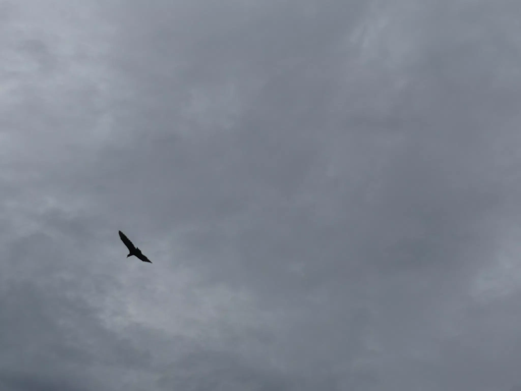 Birds on Isla San Juan Venado