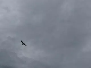 Birds on Isla San Juan Venado