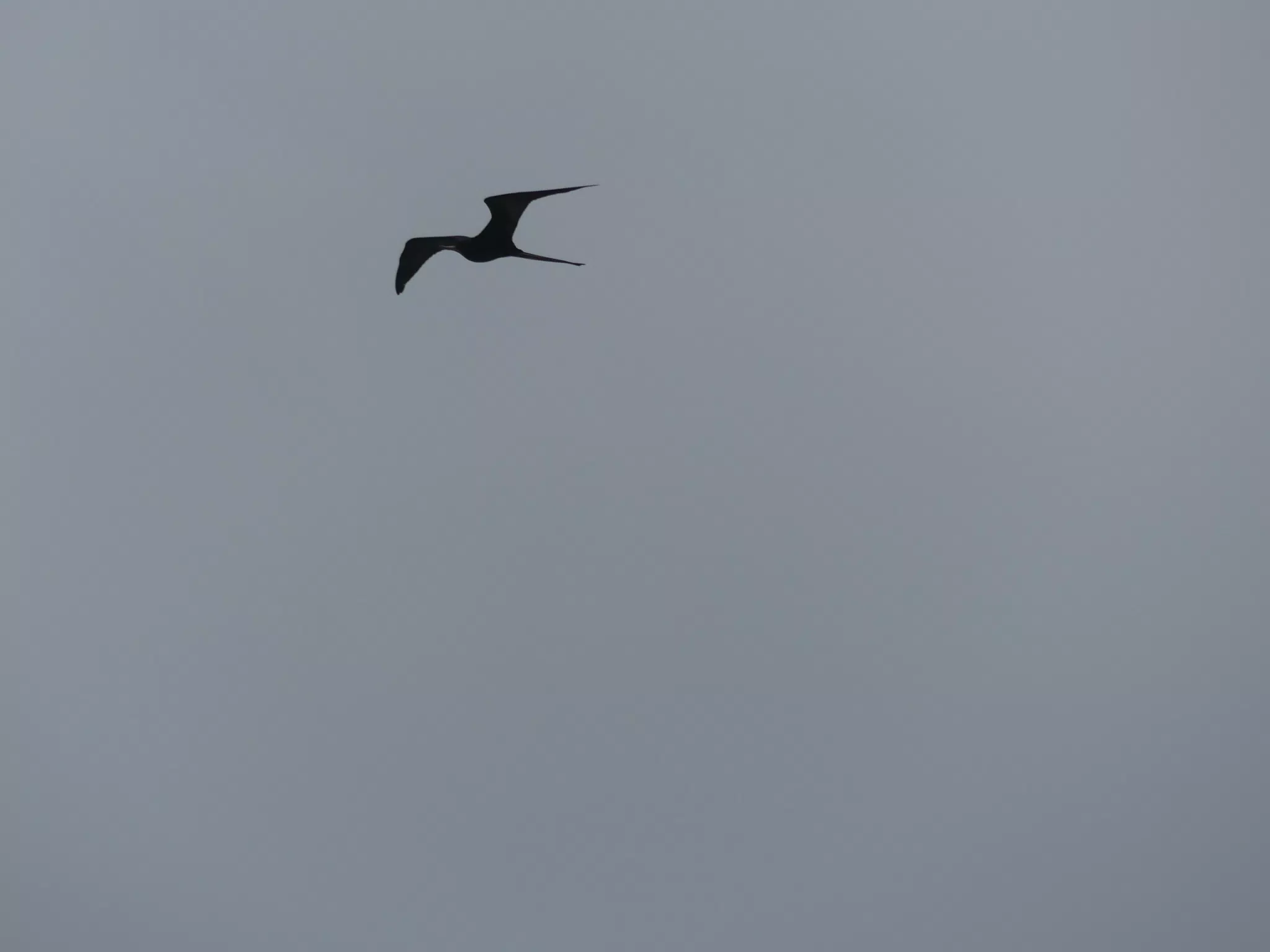 Birds on Isla San Juan Venado