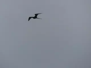 Birds on Isla San Juan Venado