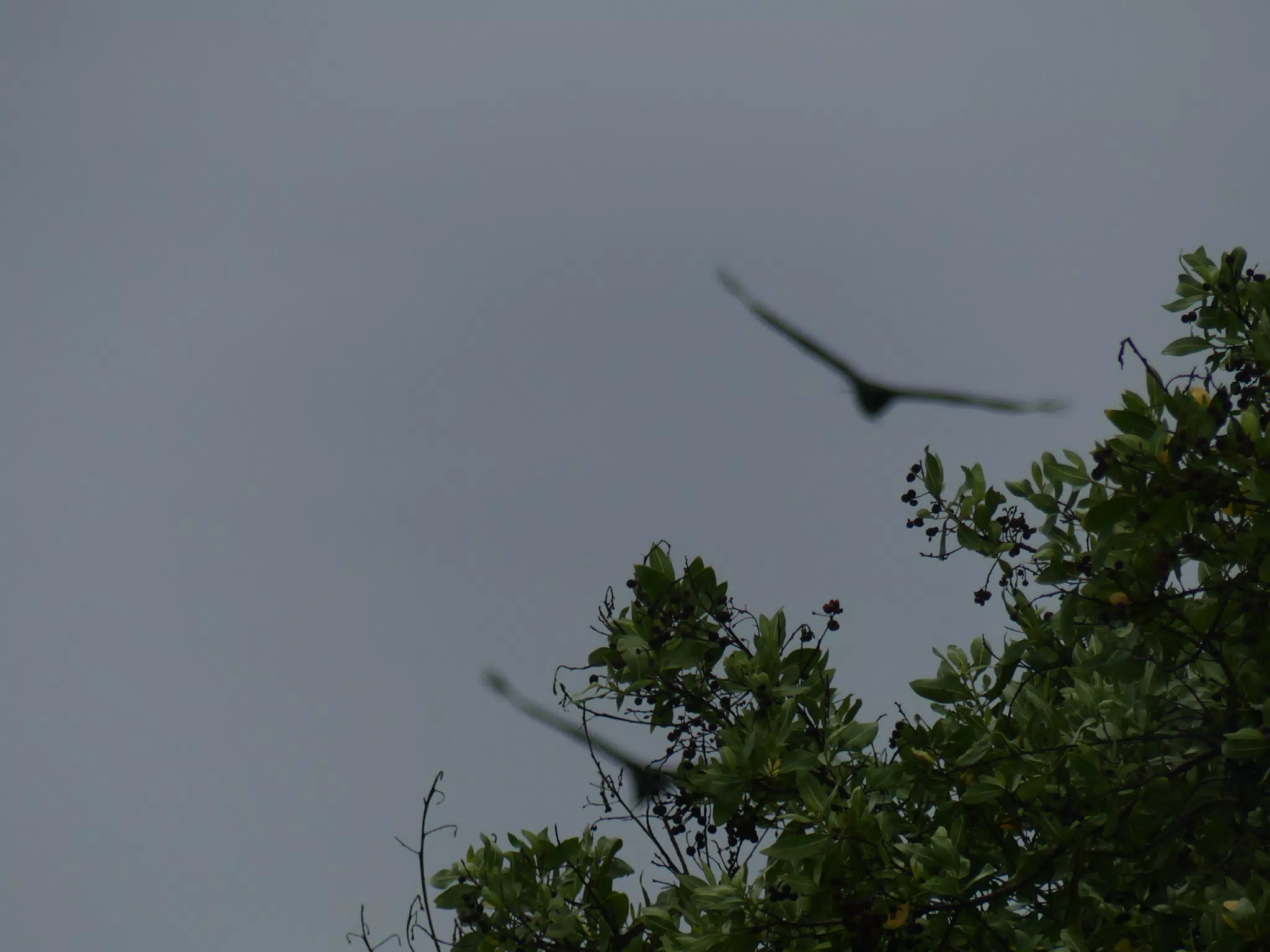 Birds on Isla San Juan Venado
