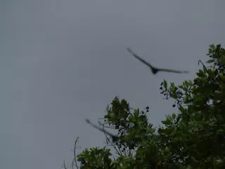 Birds on Isla San Juan Venado