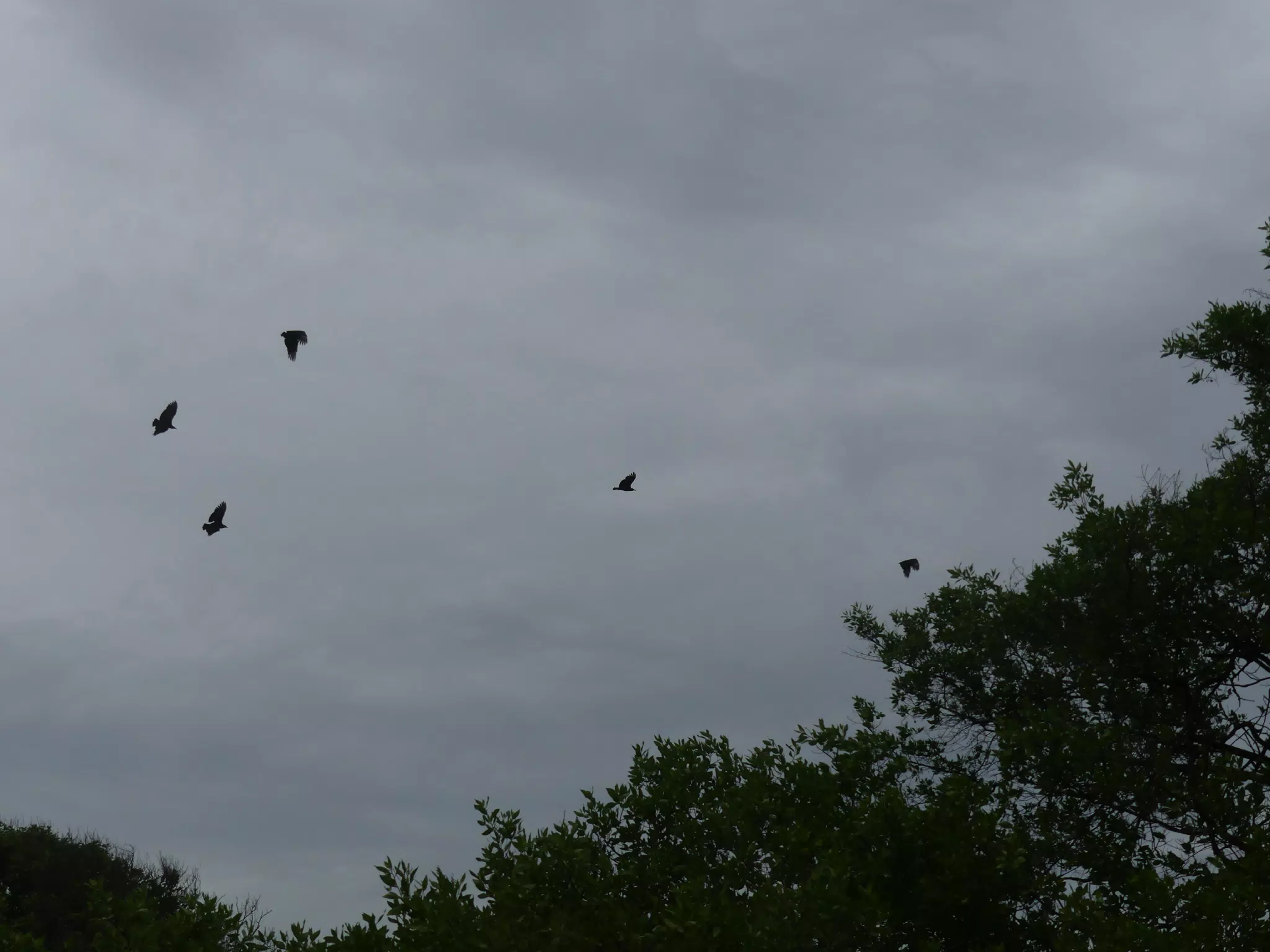 Birds on Isla San Juan Venado