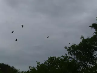 Birds on Isla San Juan Venado