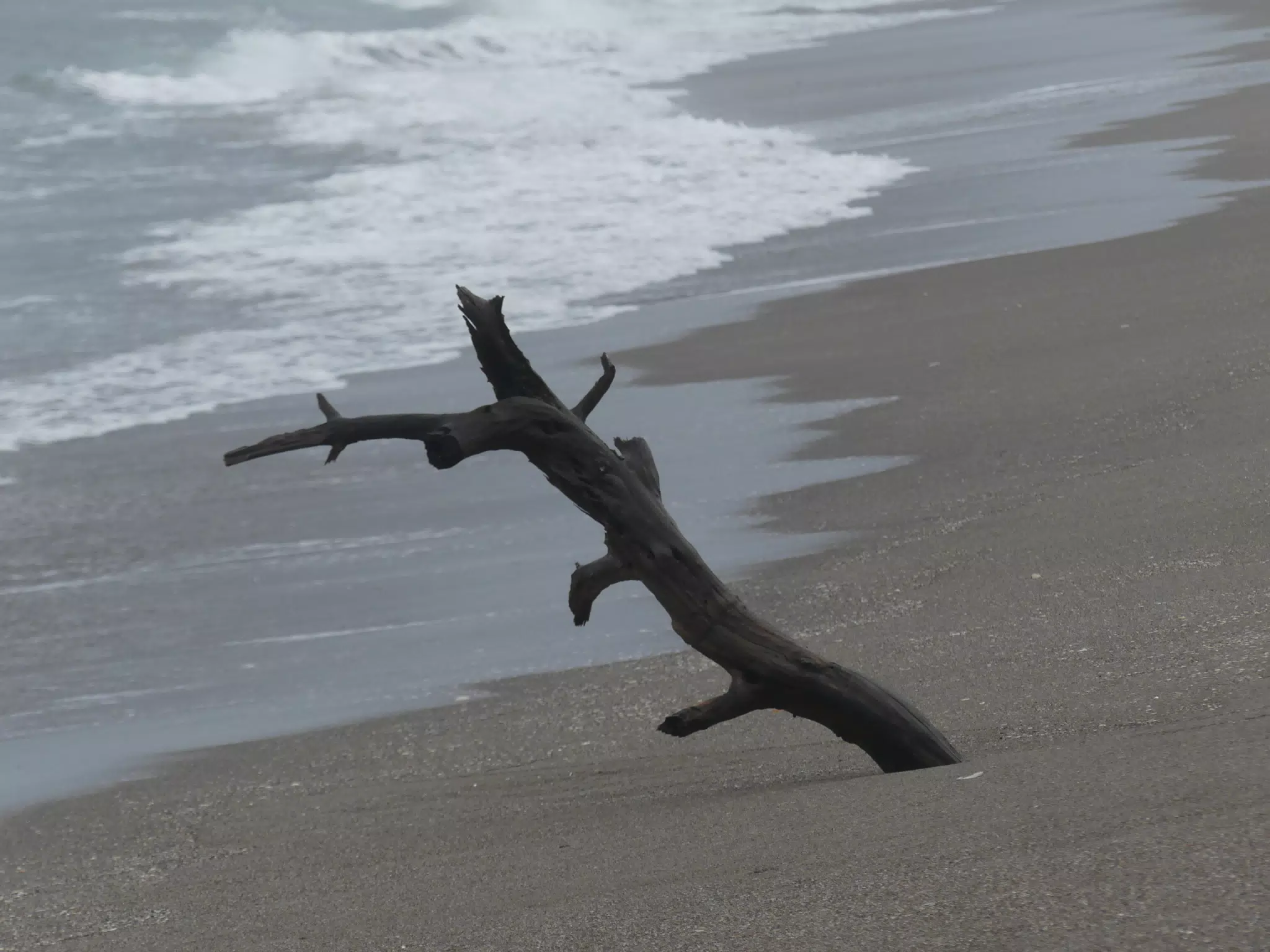 Tree on San Juan Venado Beach