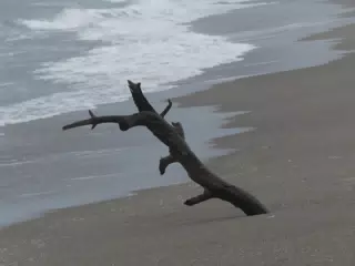 Tree on San Juan Venado Beach