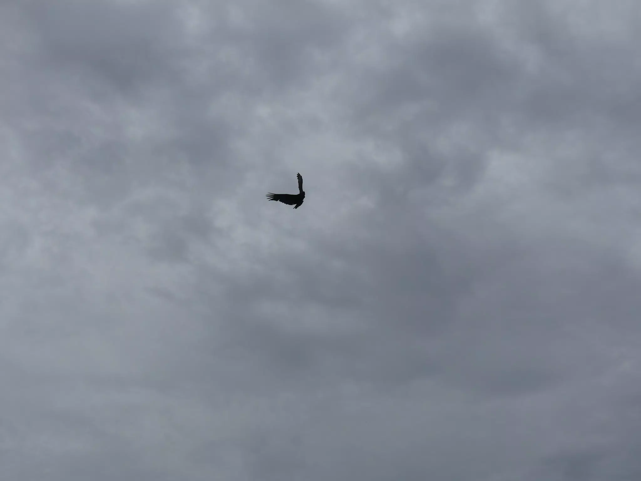 Birds on Isla San Juan Venado
