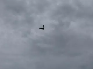 Birds on Isla San Juan Venado