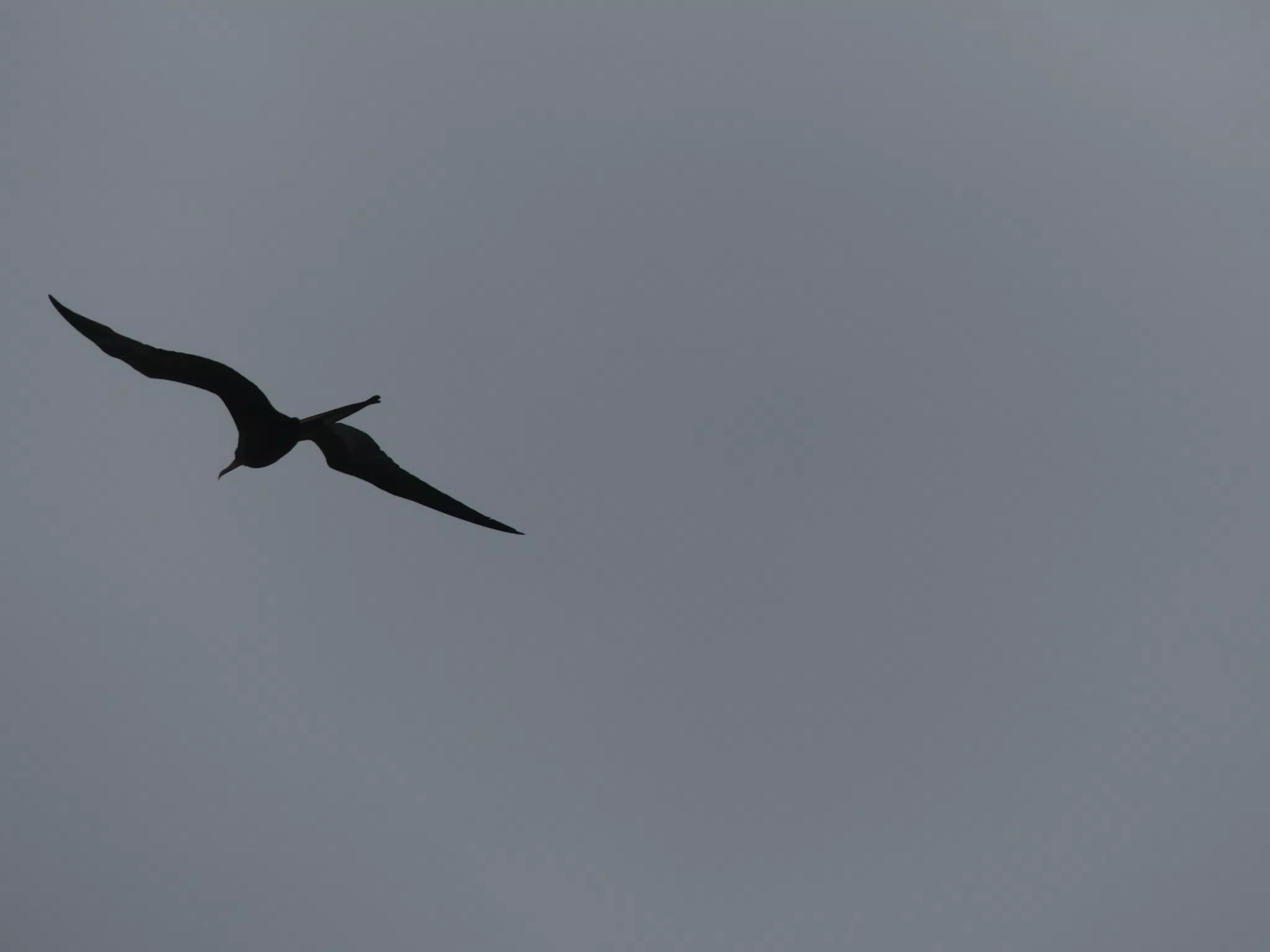 Birds on Isla San Juan Venado