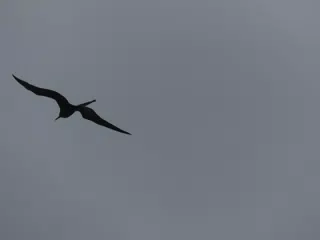 Birds on Isla San Juan Venado