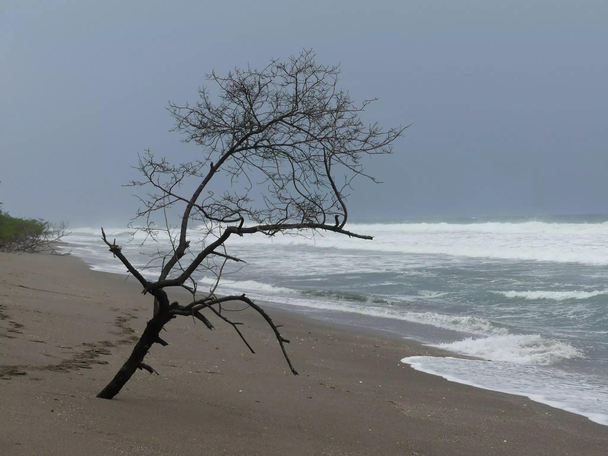 Tree on San Juan Venado Beach