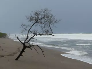 Tree on San Juan Venado Beach