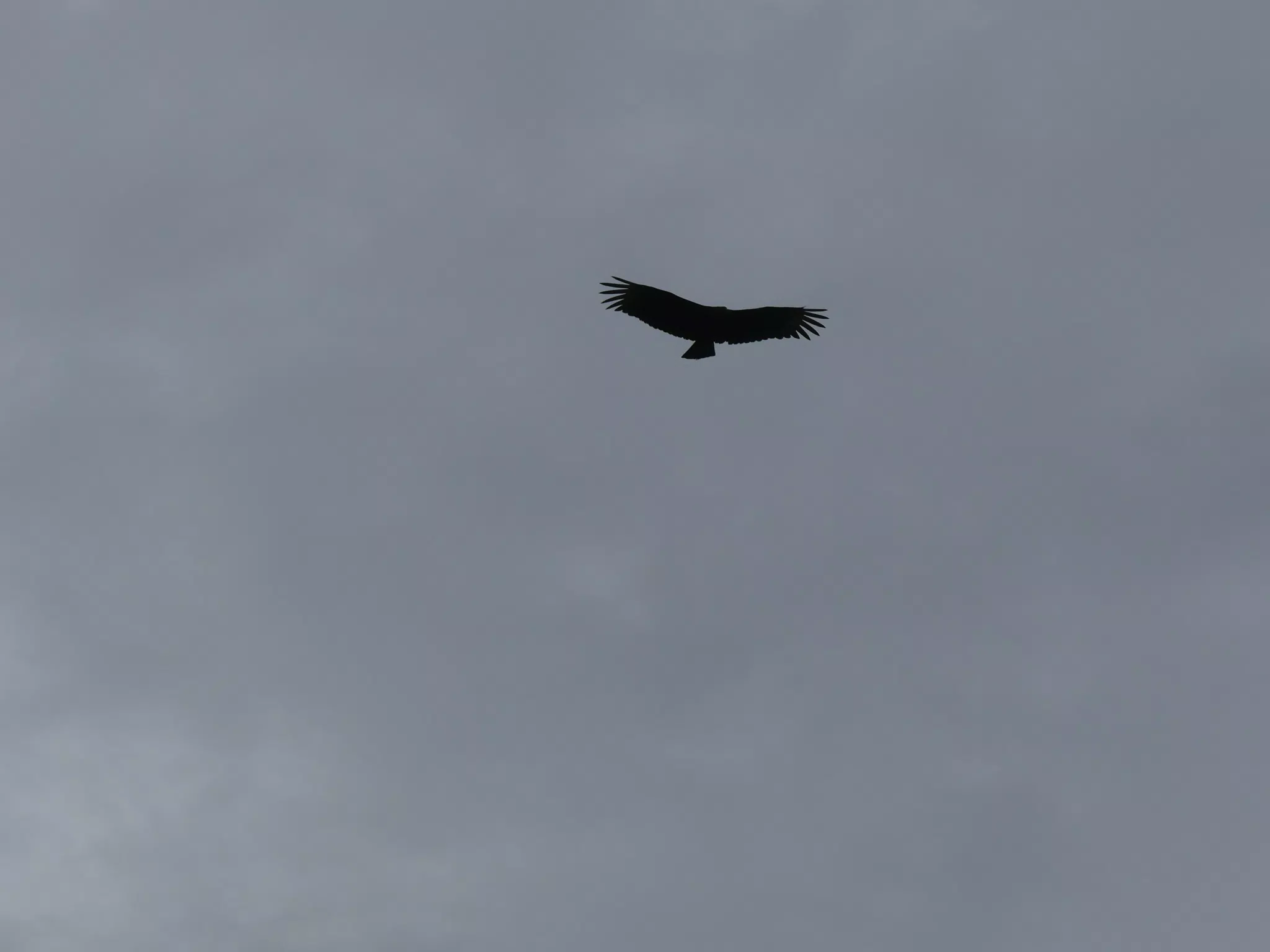 Birds on Isla San Juan Venado