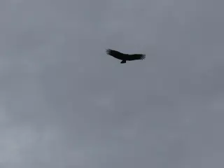Birds on Isla San Juan Venado