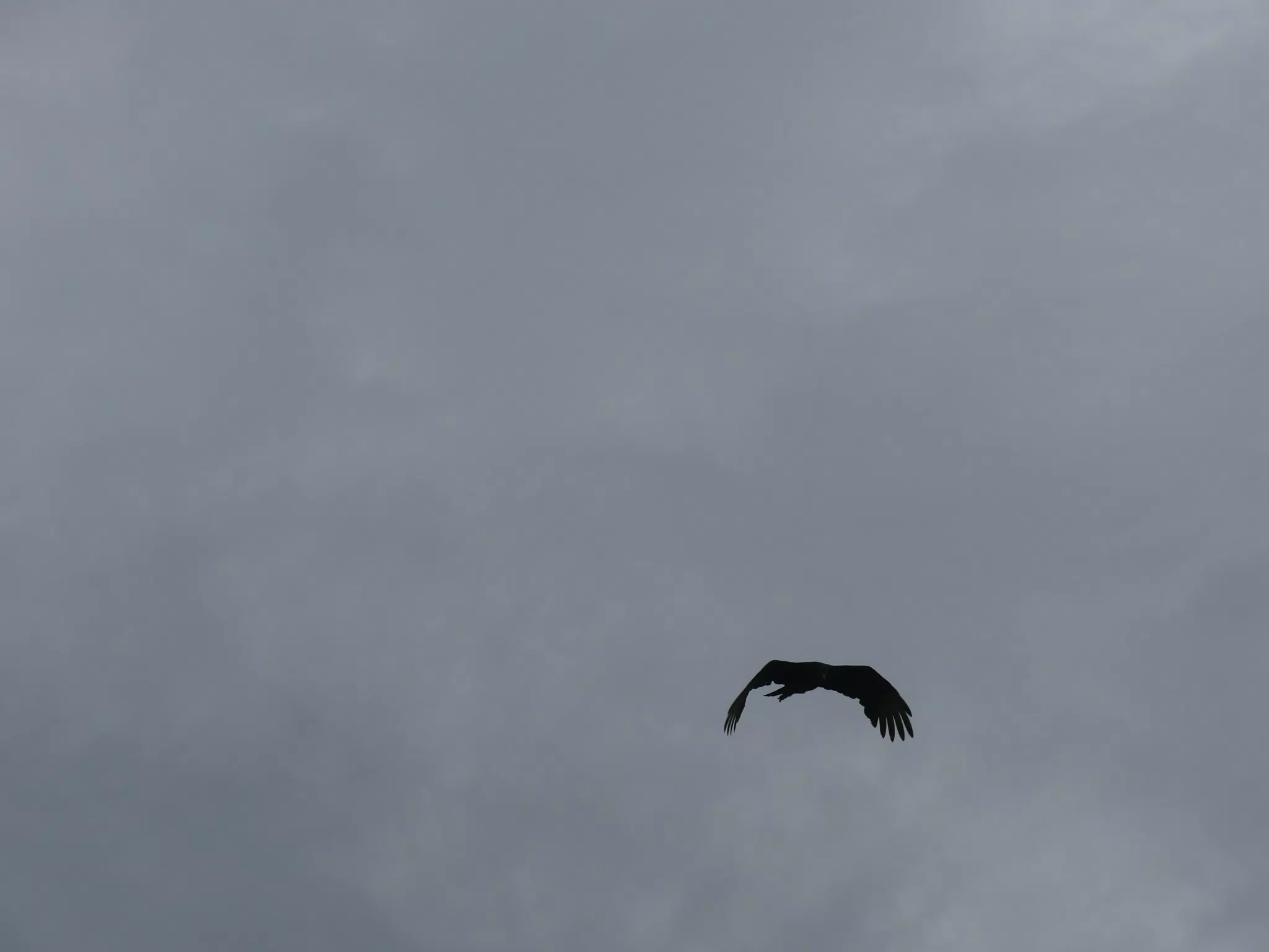 Birds on Isla San Juan Venado