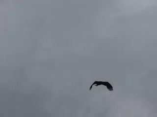 Birds on Isla San Juan Venado