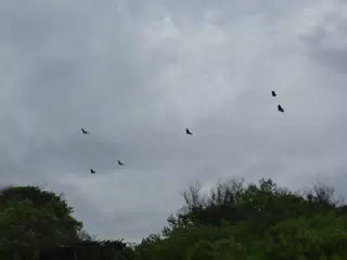 Birds on Isla San Juan Venado