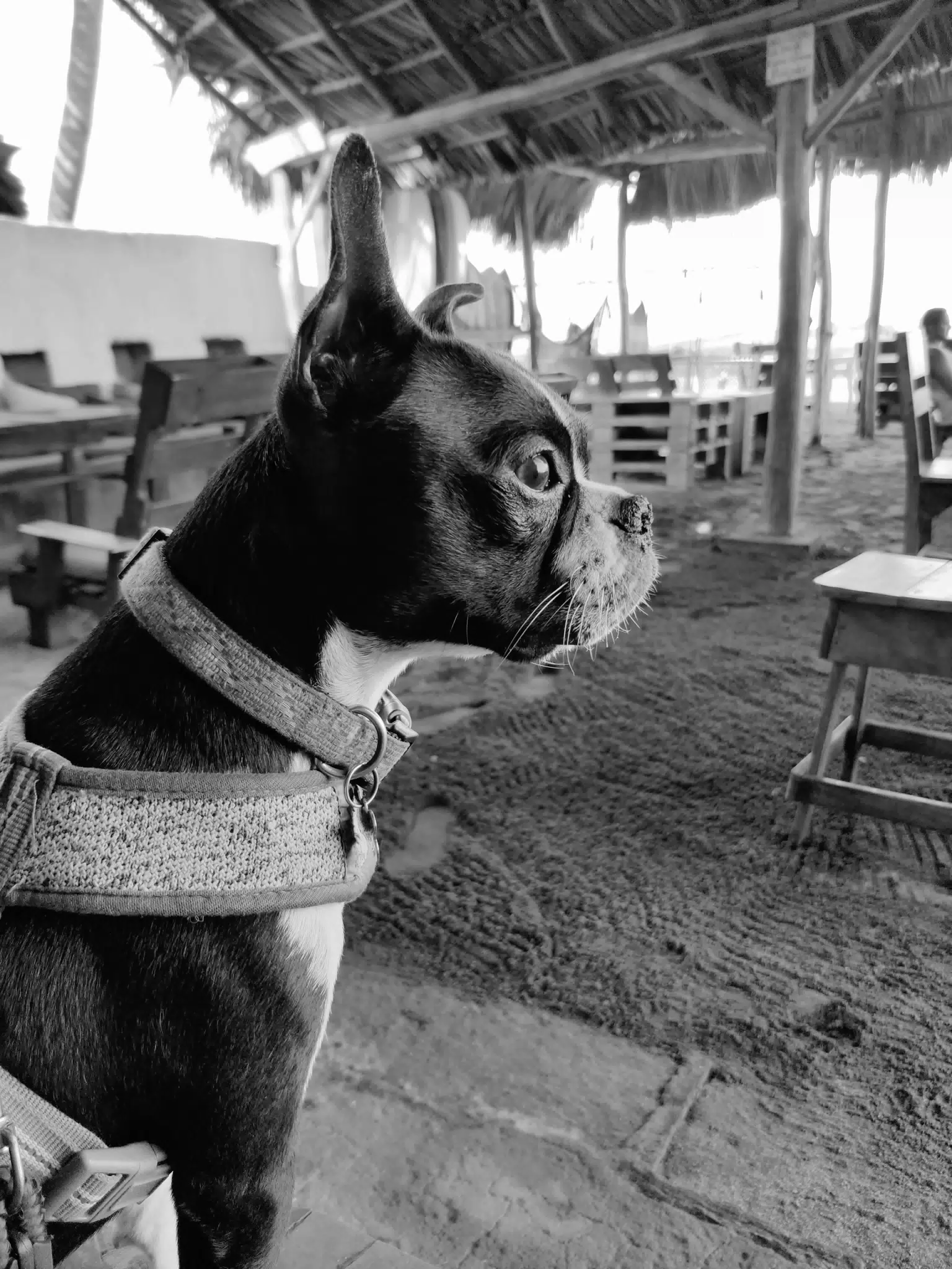 Alert Boston Terrier