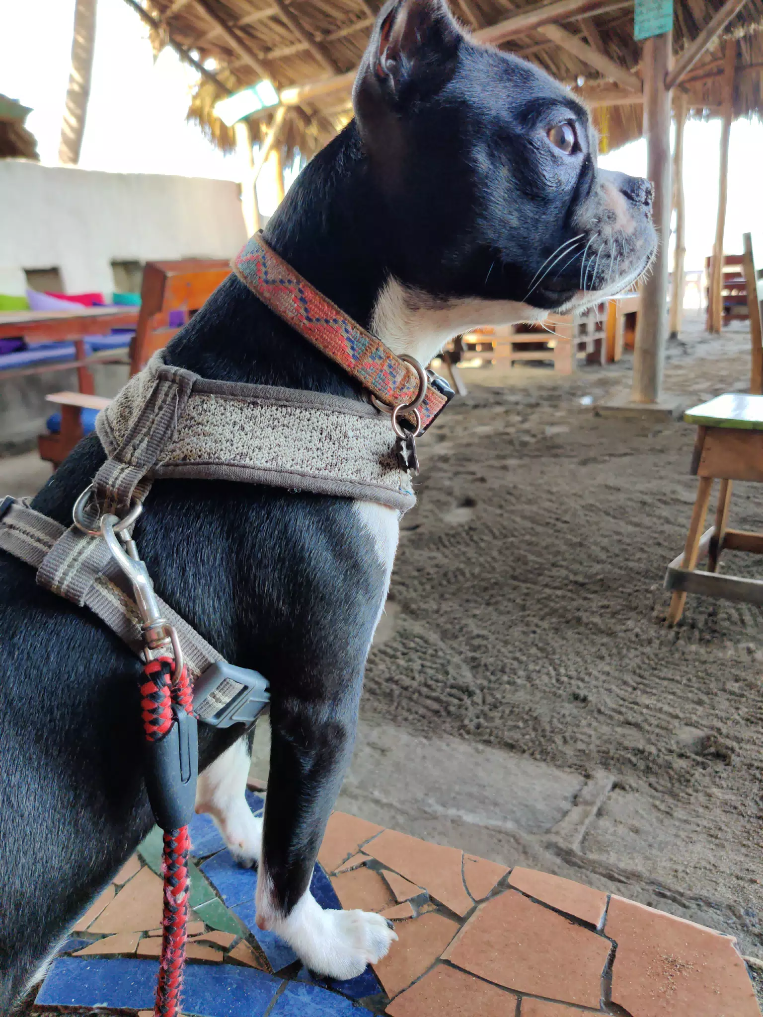 Clive the Boston Terrier on Hotel Guard Duty
