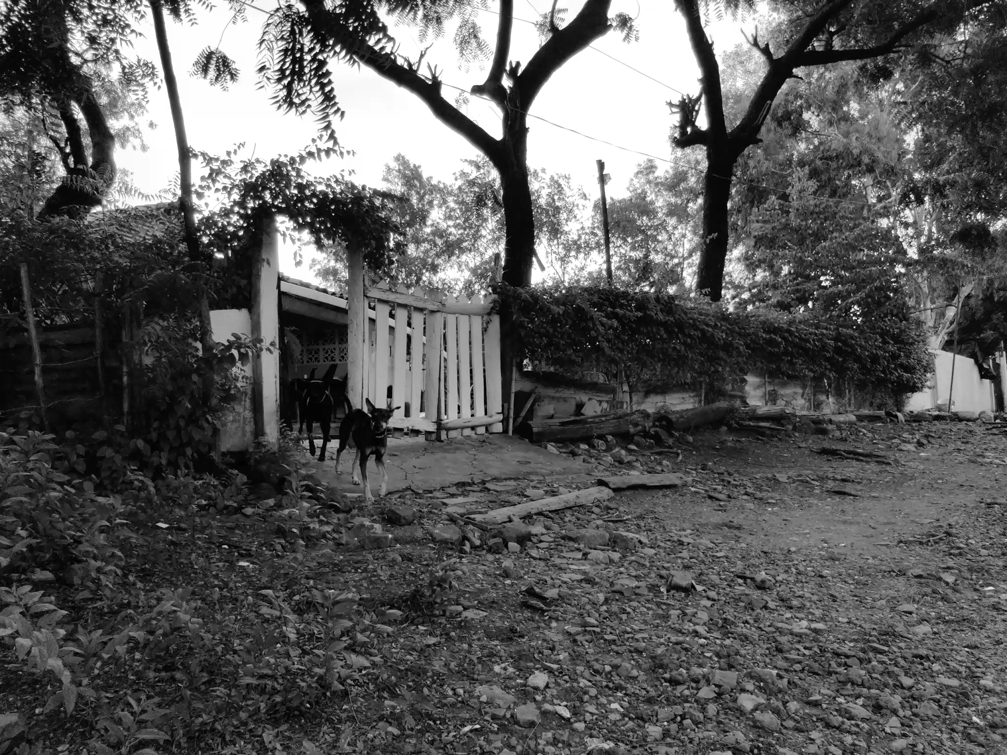 Dogs Coming to Investigate - Photowalk July 31
