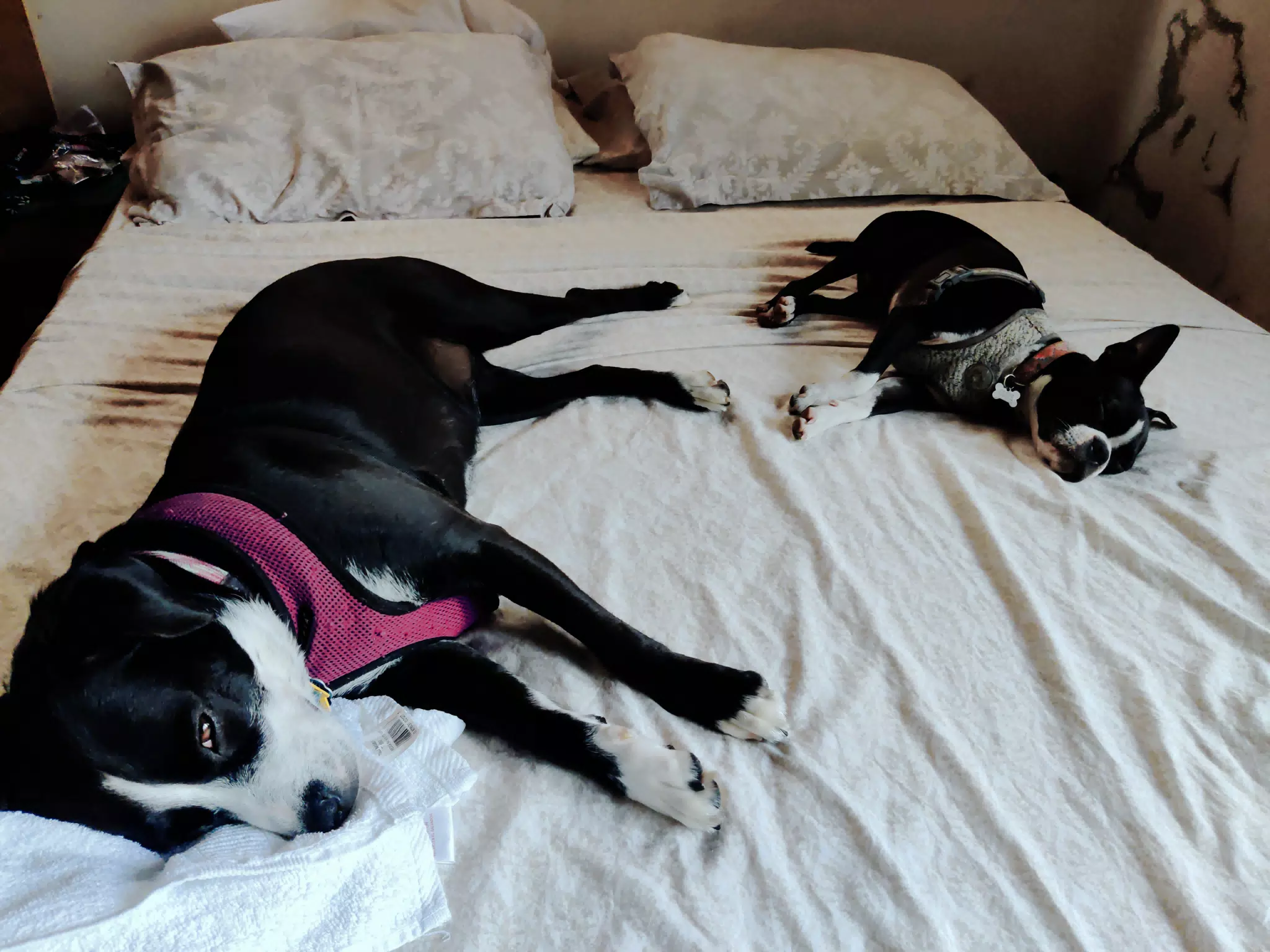 Very Tired Dogs