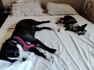 Very Tired Dogs