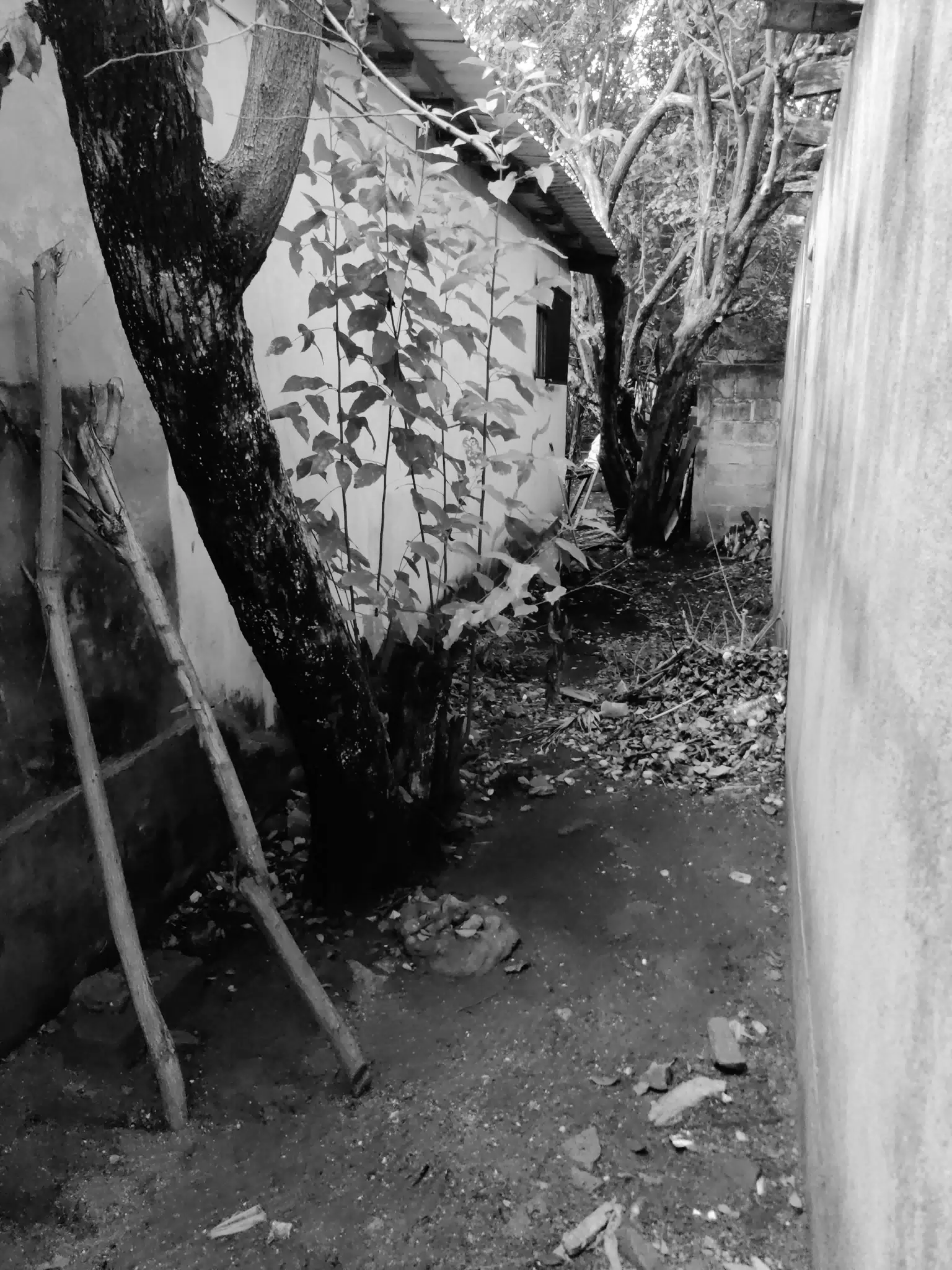 Abandoned House Side Walk