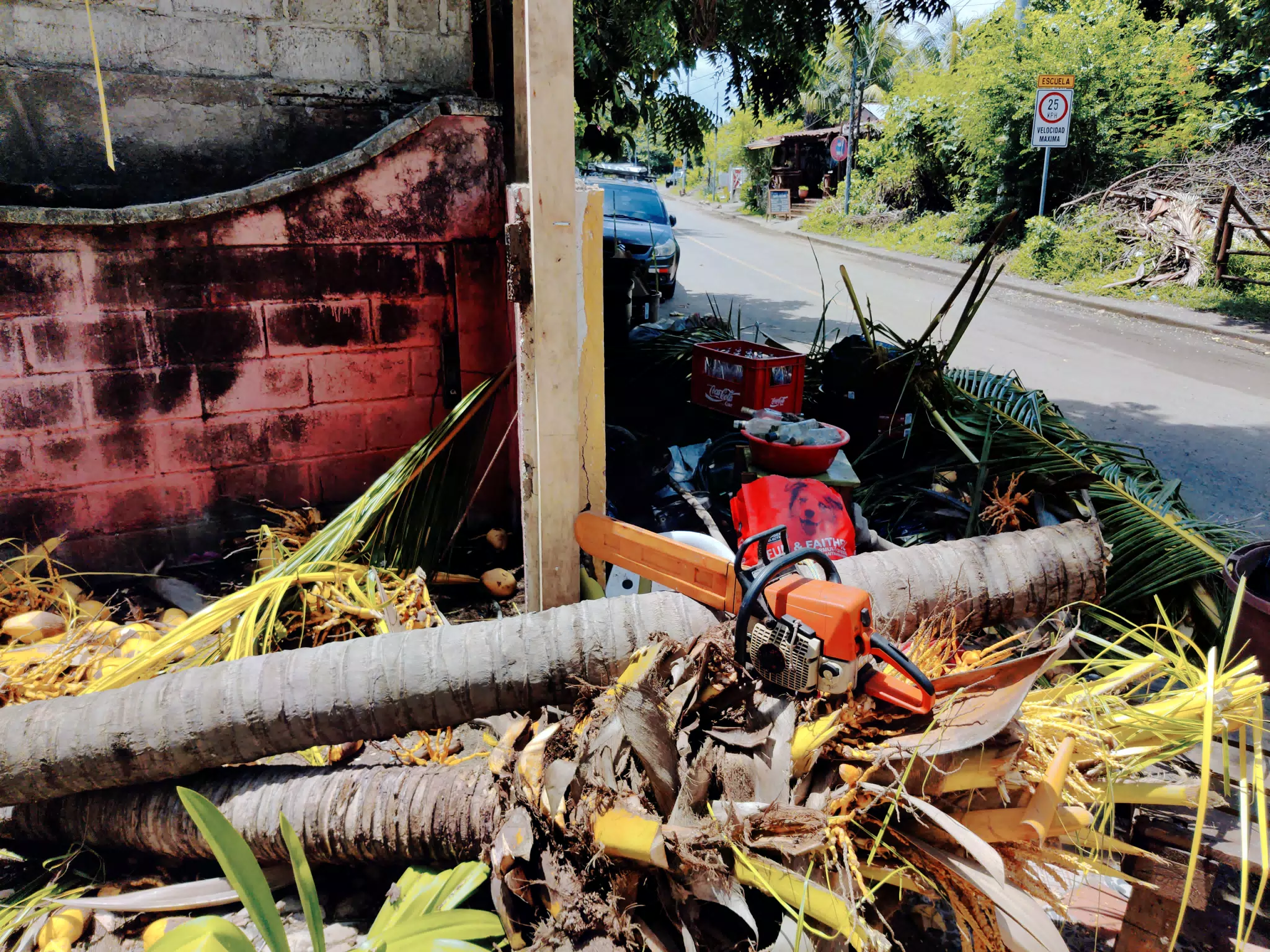 Palm Tree Cut Down