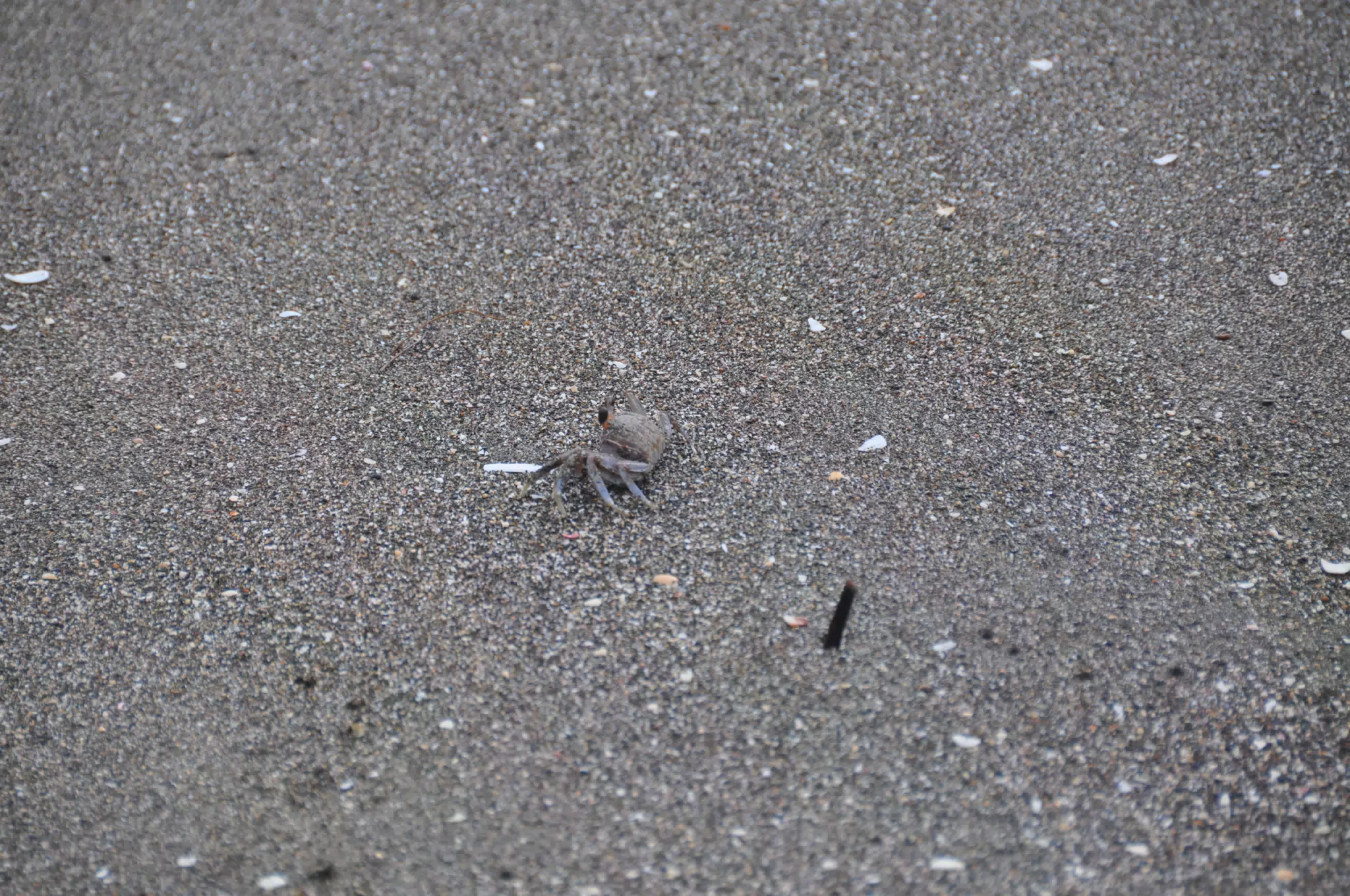 Crab Camoflage - Las Penitas Photowalk Aug 9 2021
