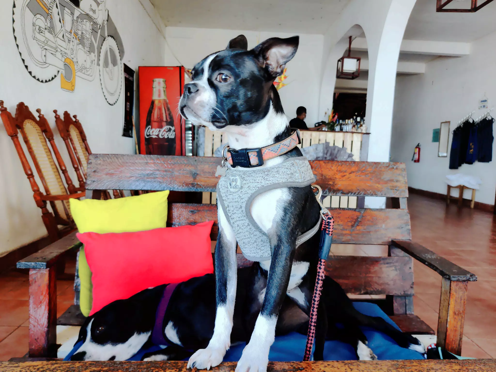 Clive the Boston Terrier Standing on the Breakfast Table