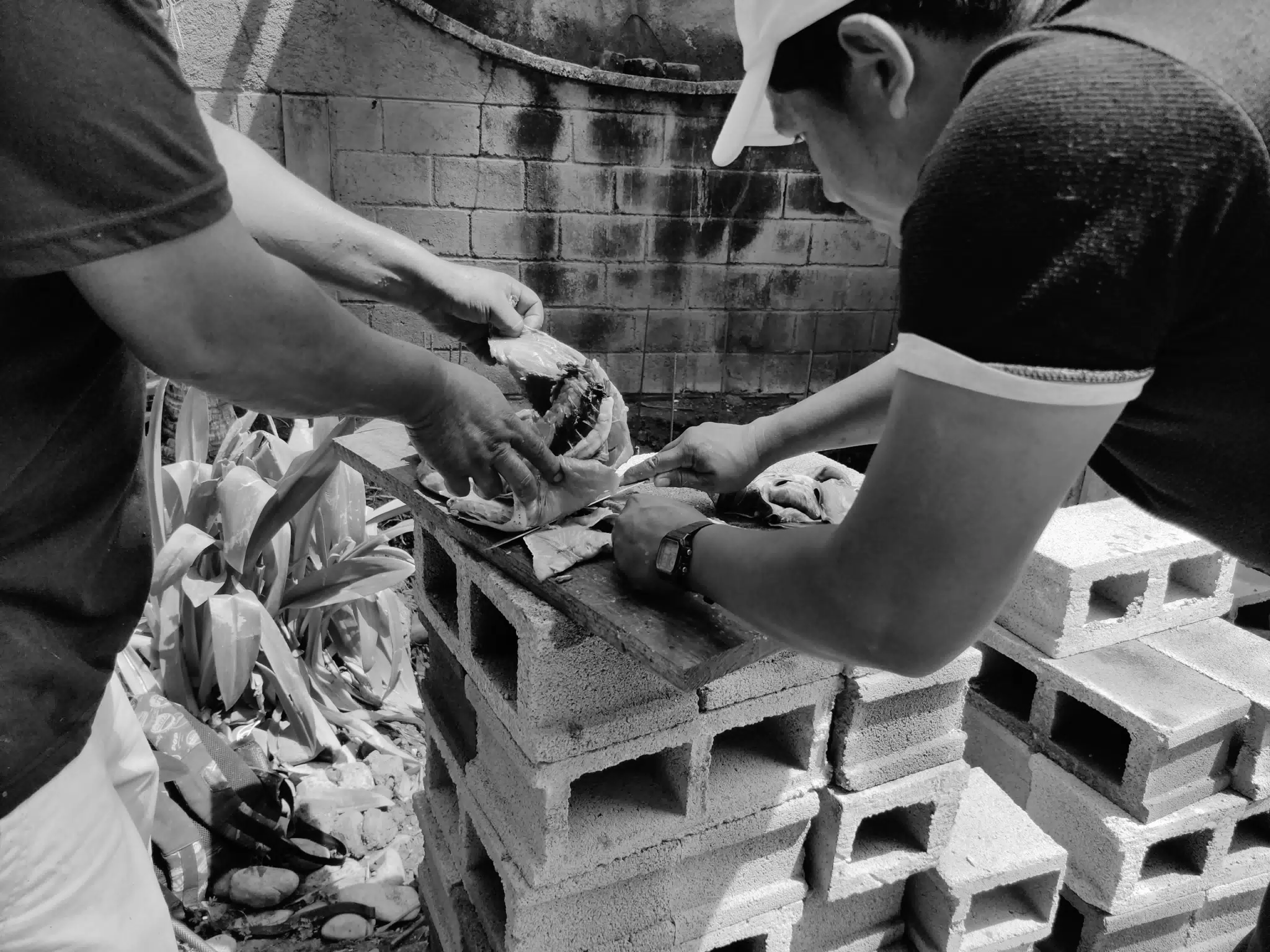 Yellowfin Tuna