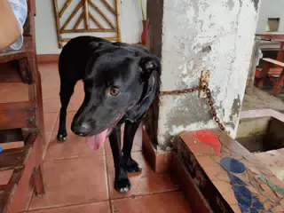 Black Lab Puppy at the Hotel
