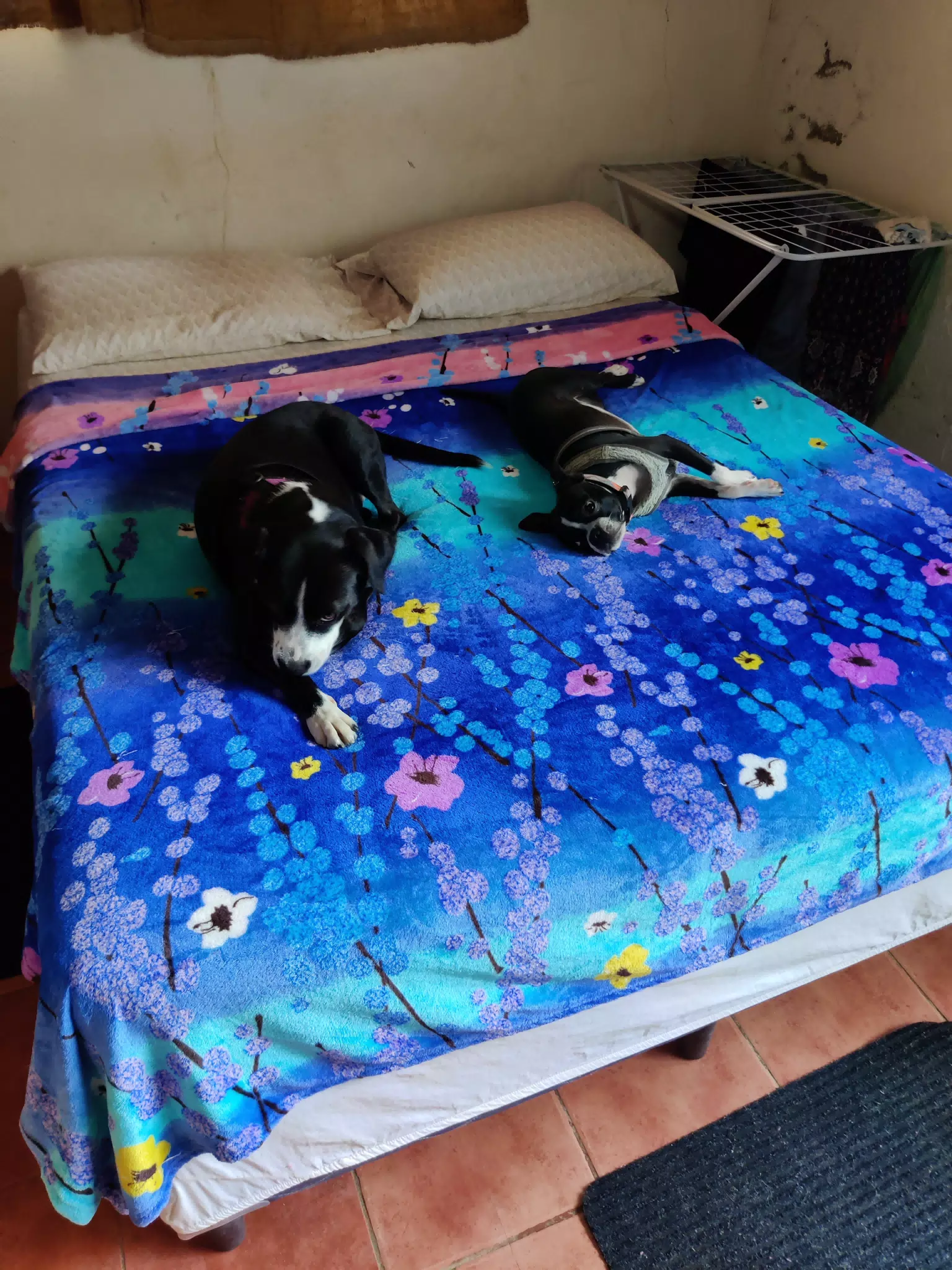 Sleepy Dogs