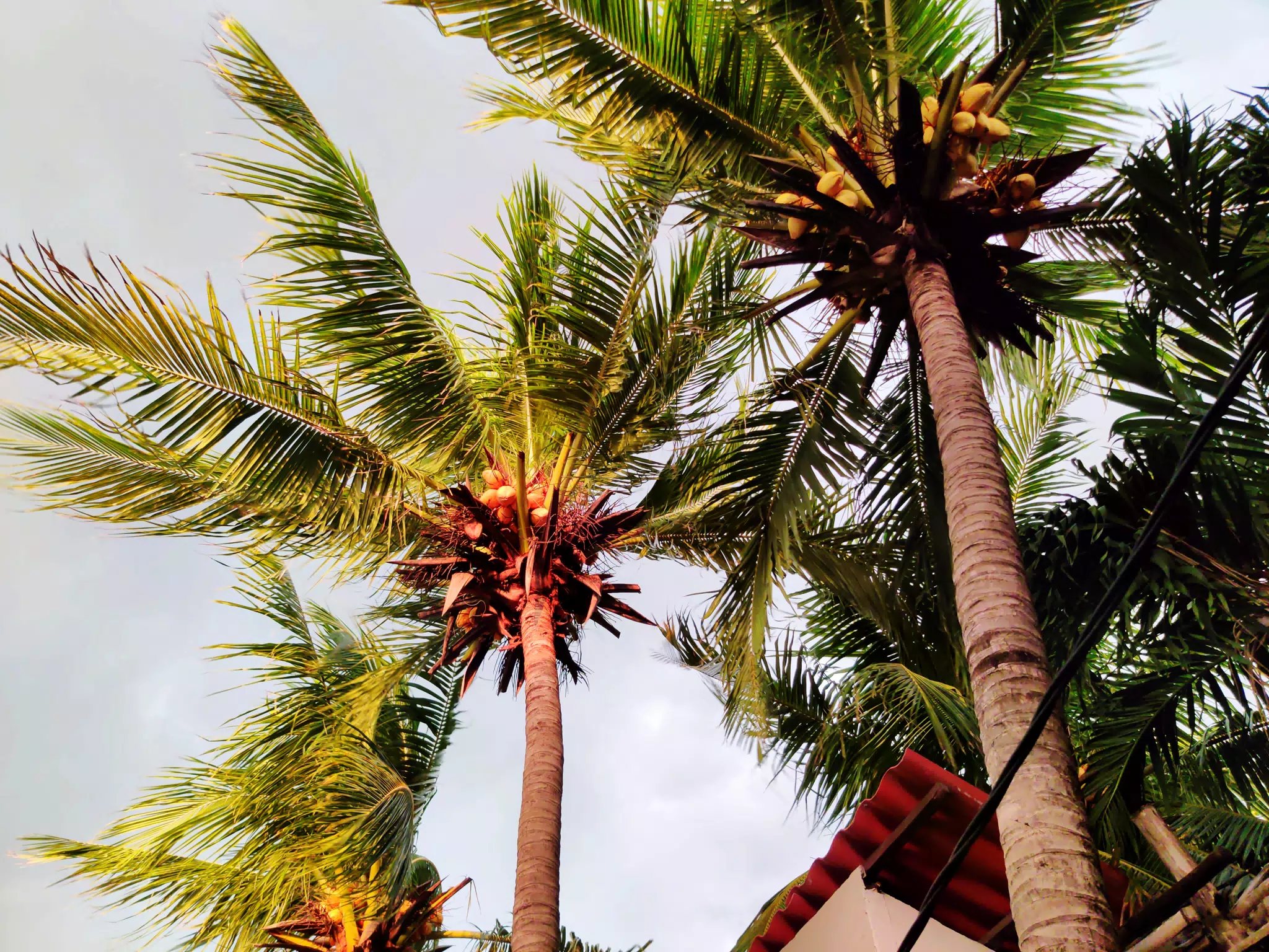 Storm Arriving Over Coconut Palms