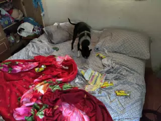Clive and His Cookie Wrappers